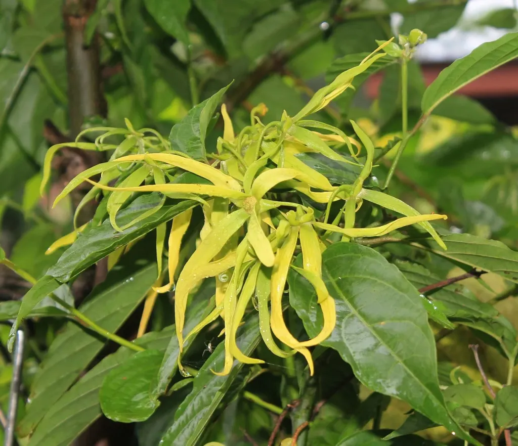 Zbliżenie na żółte kwiaty ylang-ylang z kroplami rosy w promieniach zachodzącego słońca.